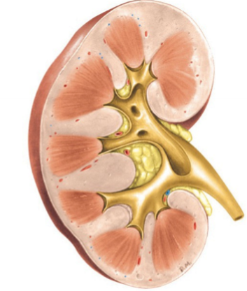 <p>Please label the kidney </p>
