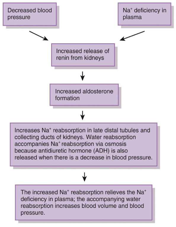 <p>increases sodium reabsorption from urine back into blood, and increases potassium excretion in urine</p>