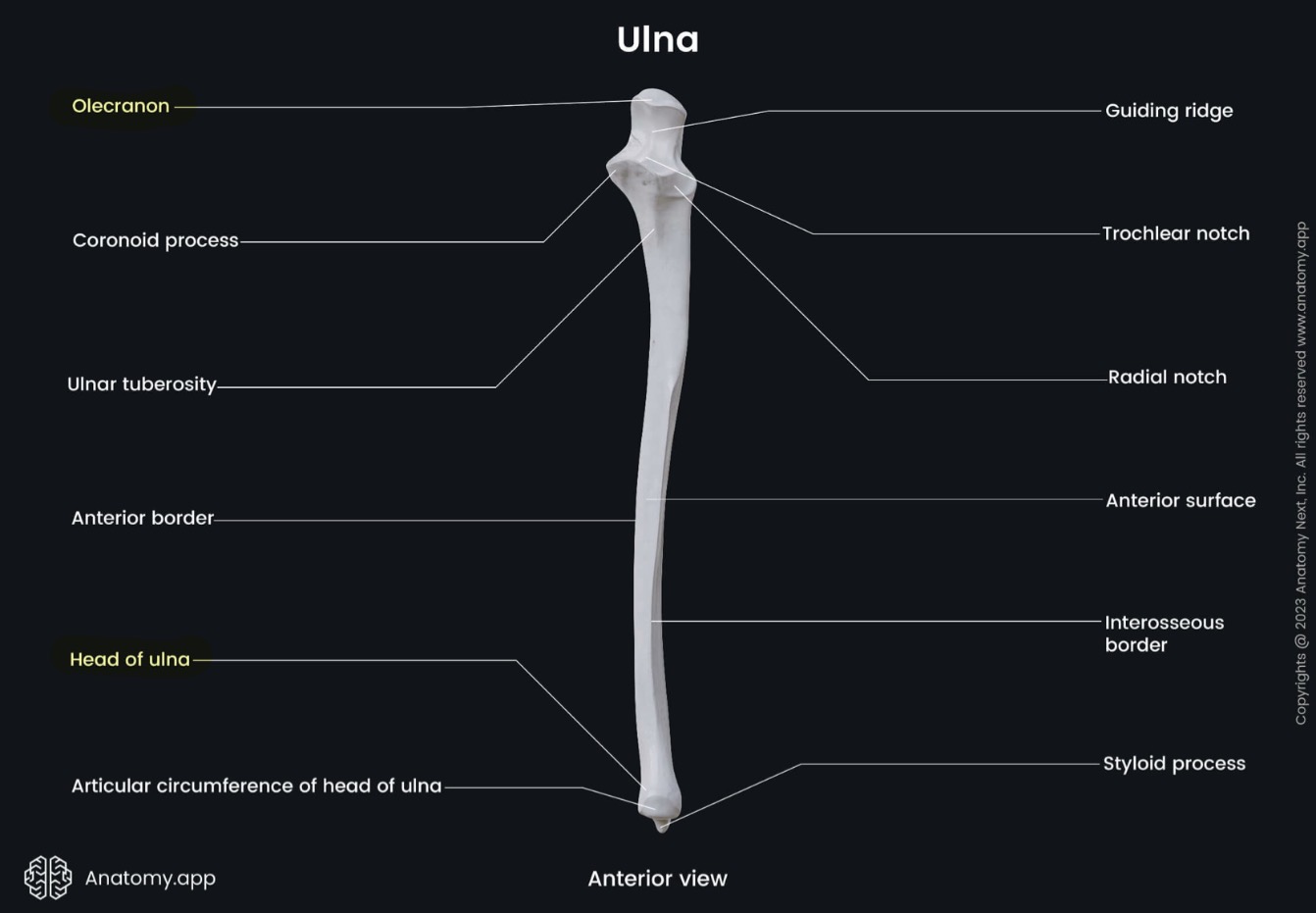 <p>-head: distal end of forearm, helps move your arm + wrist</p><p>-olecranon: curved process at proximal end of elbow, lever to extend elbow</p>