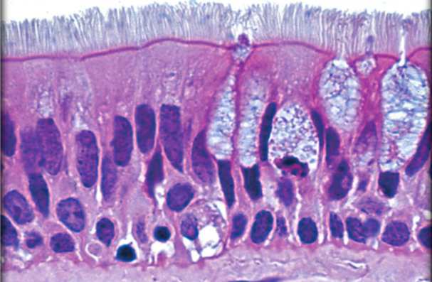 <p>ID Tissue (be specific)</p>