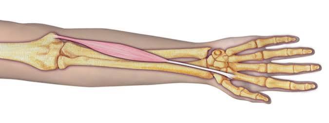<p>flexes wrist and abducts hand</p>