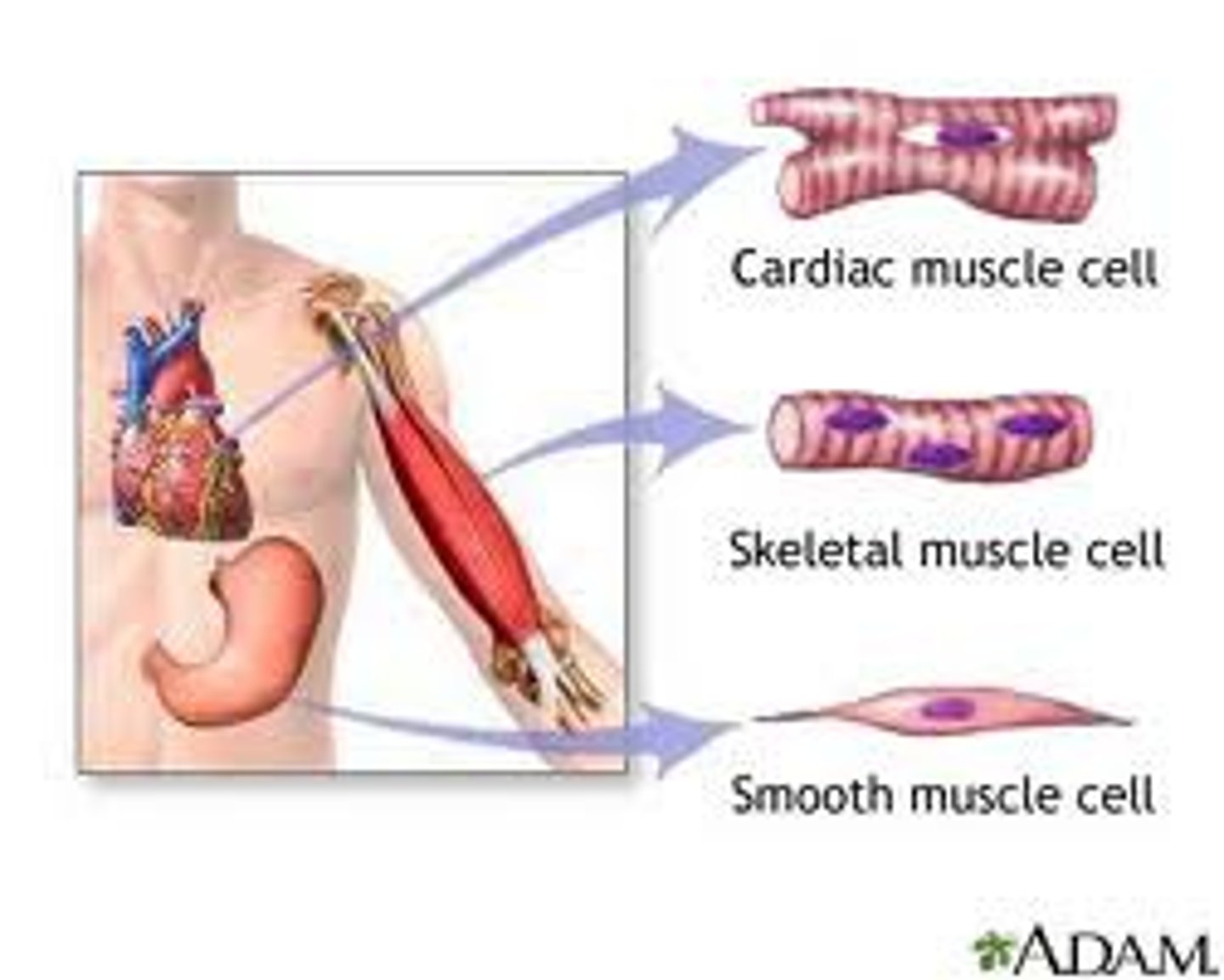 <p>Skeletal muscle</p>