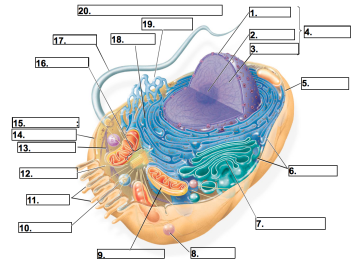 <p>2 and know its function</p>