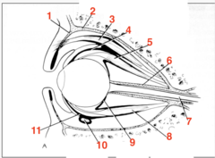 <p>what structure is 2?</p>