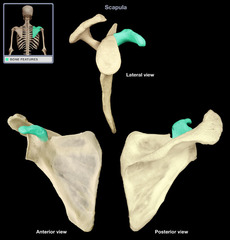 <p>process above the glenoid cavity that permits muscle attachment</p>