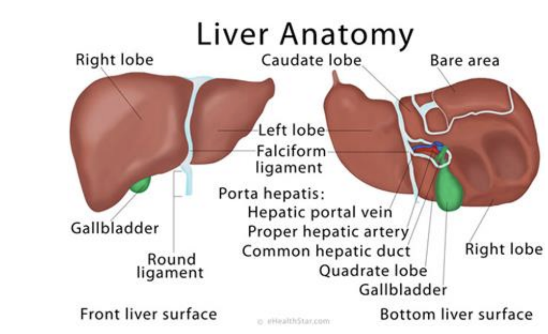 <p>● Final destination of the portal system before returning blood to the inferior vena cava </p><p>● Gallbladder located on inferior right lobe </p><p>● Located on right side of body just inferior to diaphragm (secured to diaphragm with coronary ligament) </p><p>● Round ligament of liver (ligamentum teres) connects to umbilicus </p><p>● Lesser omentum is comprised of hepatoduodenal and hepatogastric ligaments, attaching the liver to the duodenum and lesser curvature of the stomach respectively</p>