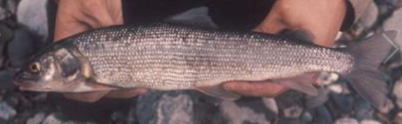 <p>Prosopium williamsoni </p><p>native</p><p>salmonoid</p><p>larger scales, small pointed mouth and small dorsal fin, has an adipose fin (in between dorsal and tail) </p>