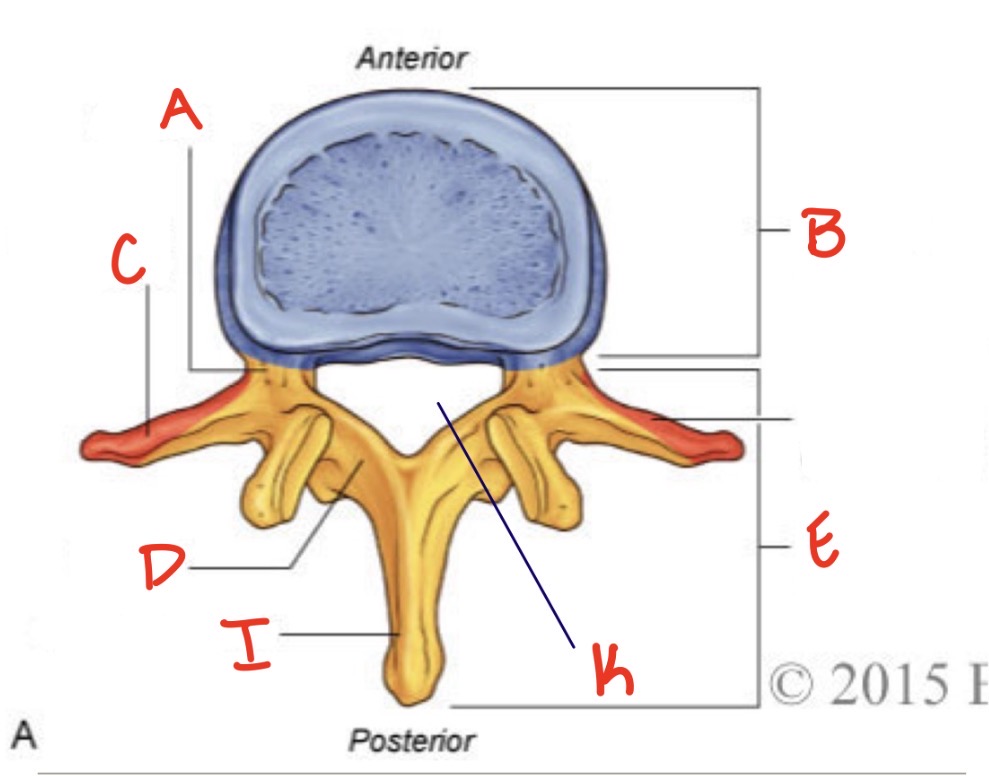 <p>vertebral foramen</p>