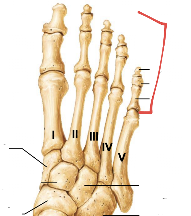 <p>what is this part of the foot?</p>