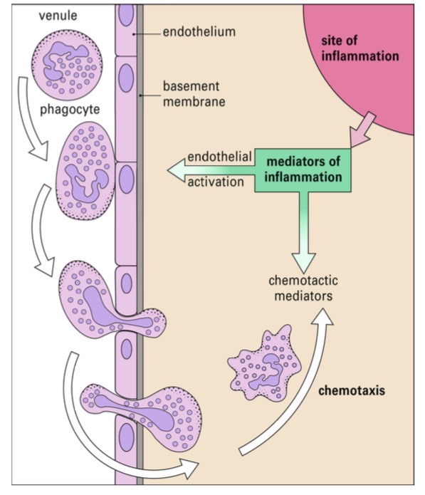 <p><span><span>• Uždegimo vietoje audinių pažeidimas ir komplemento aktyvacija sukelia chemotaktinių peptidų (pvz., chemokinų ir C5a) išsiskyrimą, kurie difunduoja į gretimas venules ir perduoda signalą cirkuliuojantiems fagocitams.</span></span></p><p><span><span>• Aktyvuotos ląstelės migruoja per kraujagyslės sienelę ir juda aukštyn chemotaktinių molekulių koncentracijos gradientu link uždegimo vietos</span></span></p>