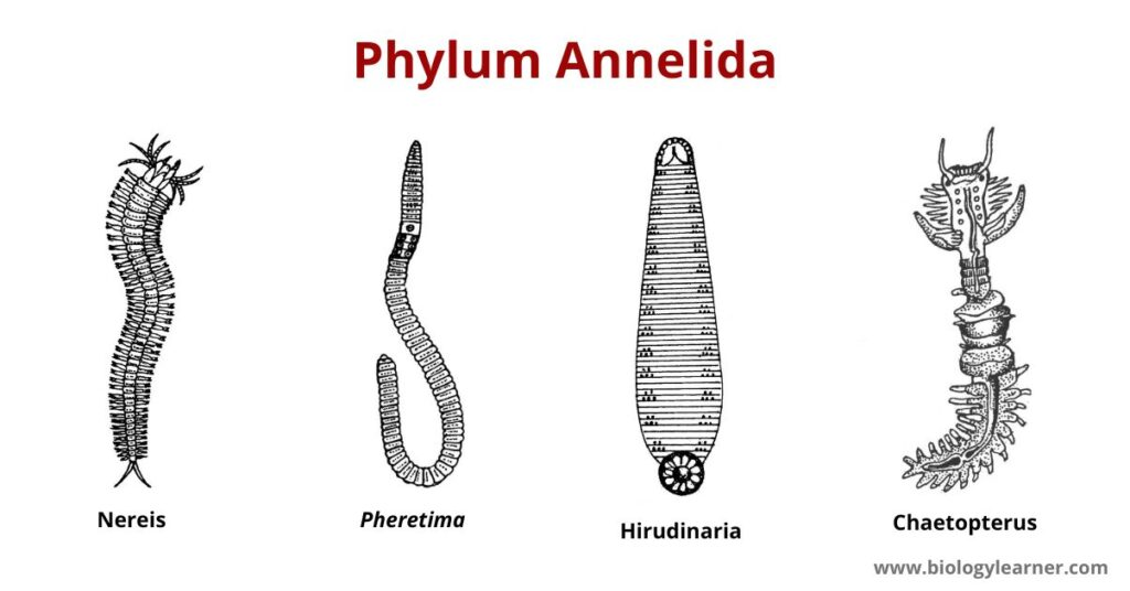 <ul><li><p>external and internal segmentation</p></li><li><p>complete digestive system</p></li><li><p>hyrostatic skeleton with circular an longitudinal muscle</p></li><li><p>nervous system</p></li><li><p>closed circulatory system</p></li><li><p>dioecious and hermaphroditic species</p></li><li><p>setae = chitinous bristles</p></li></ul><p></p>