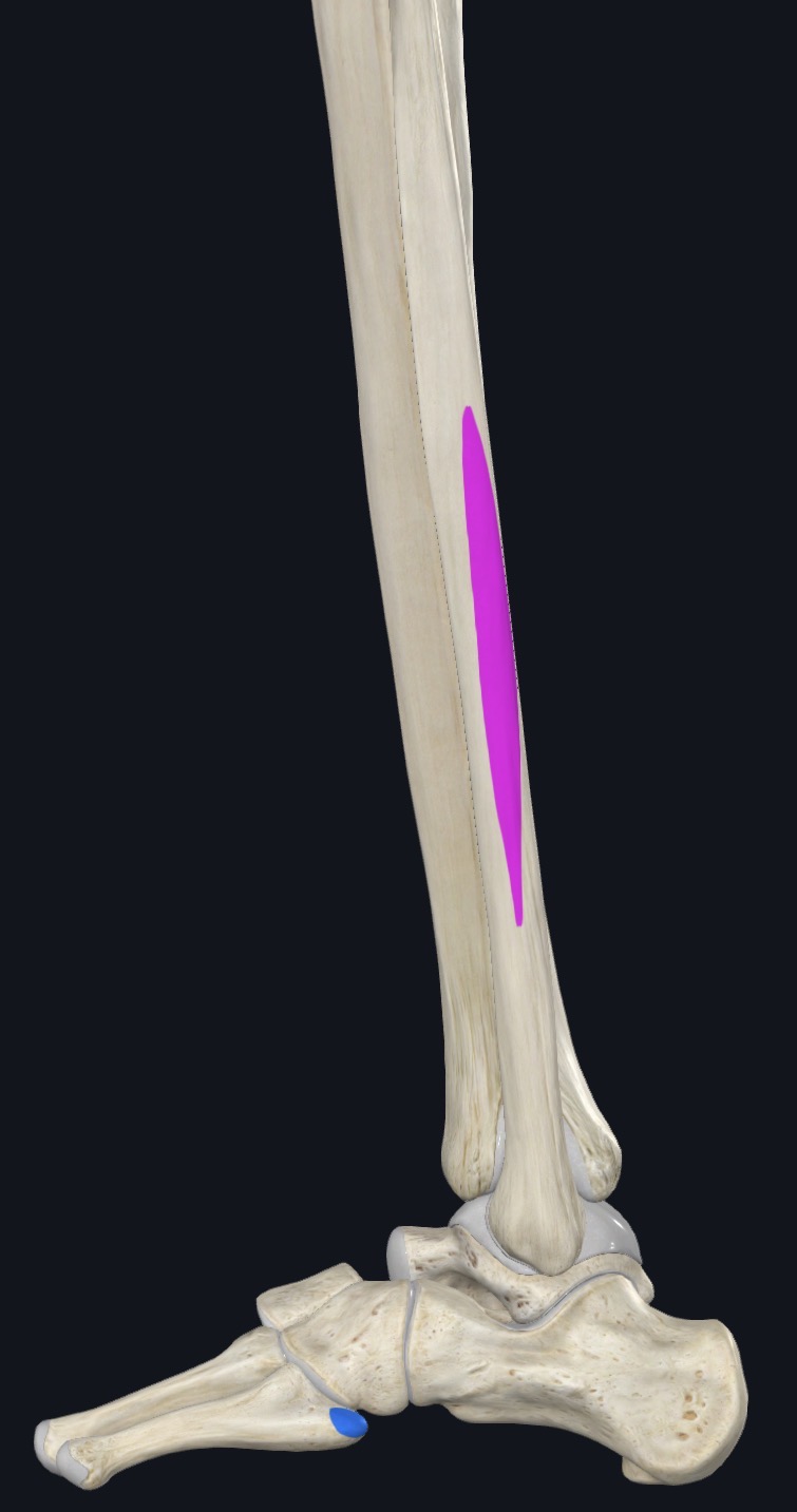 <p>Inferior two thirds of lateral surface of fibula</p>