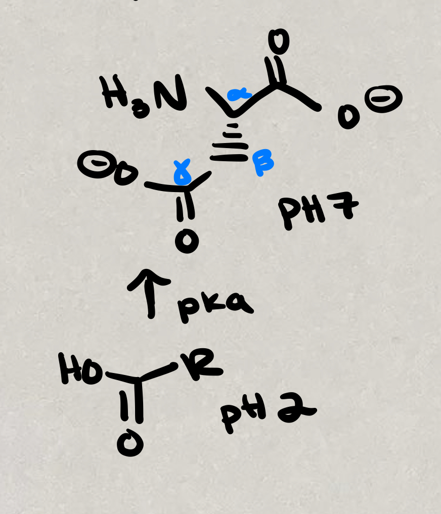 <p><span>Charged amino acid @ pH 7</span></p><p></p>