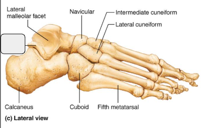 <p>What bone?</p>