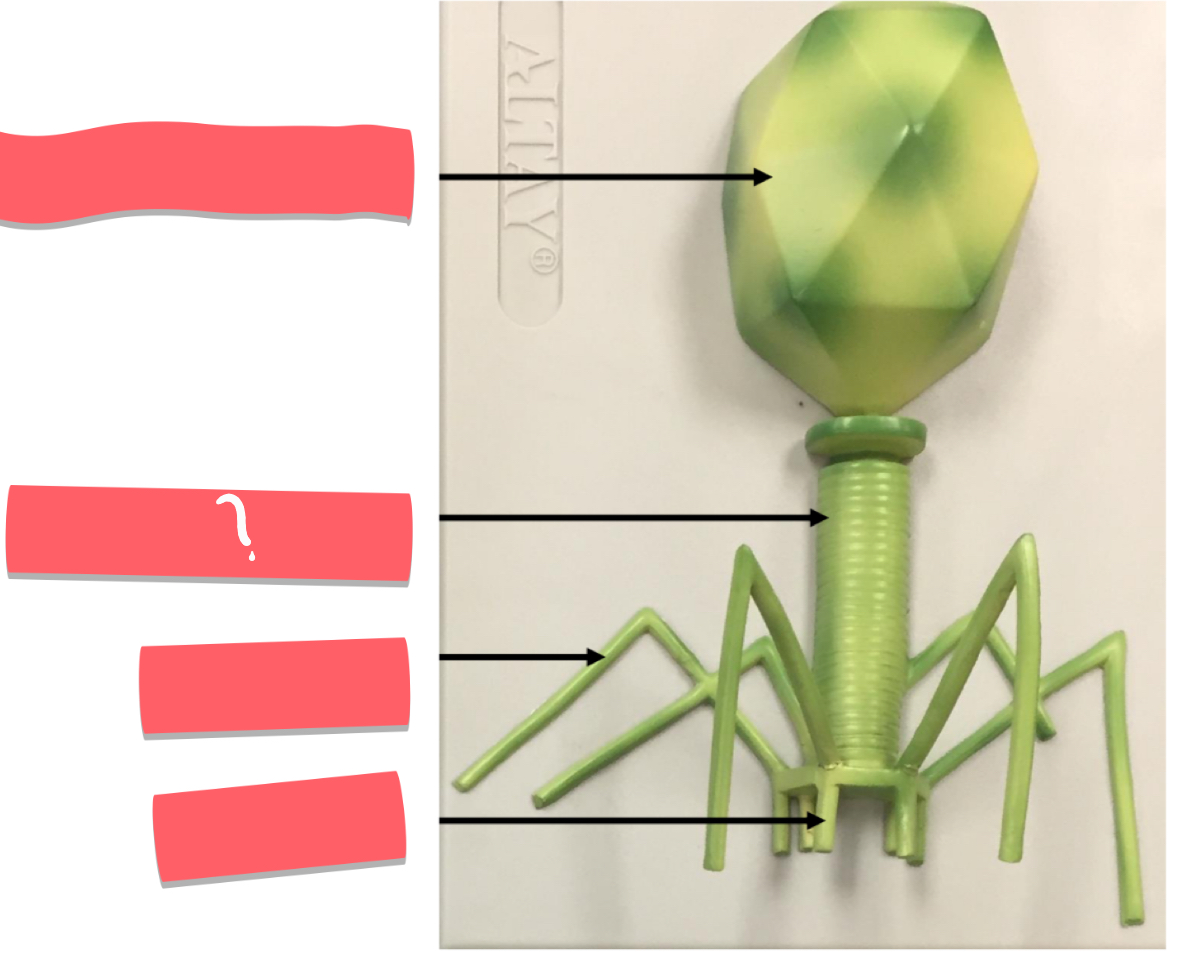 <p>what is this </p>