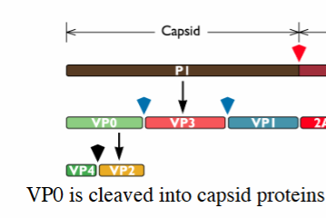 <p>P1 = VP0 , 3 + 1</p><ul><li><p>VP0 = further cleaved into VP2 + 4</p></li></ul><p></p>