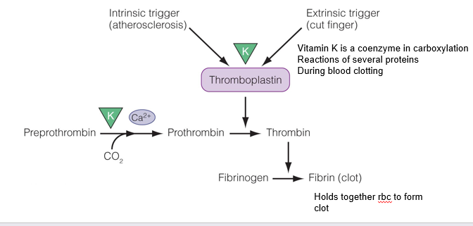 <p>Role of Vitamin K in Blood Clotting</p>