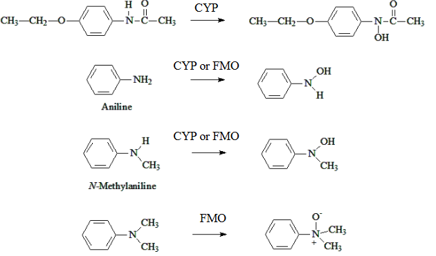 <p>What happens in N-Oxidation (CYP and FMO)?</p>