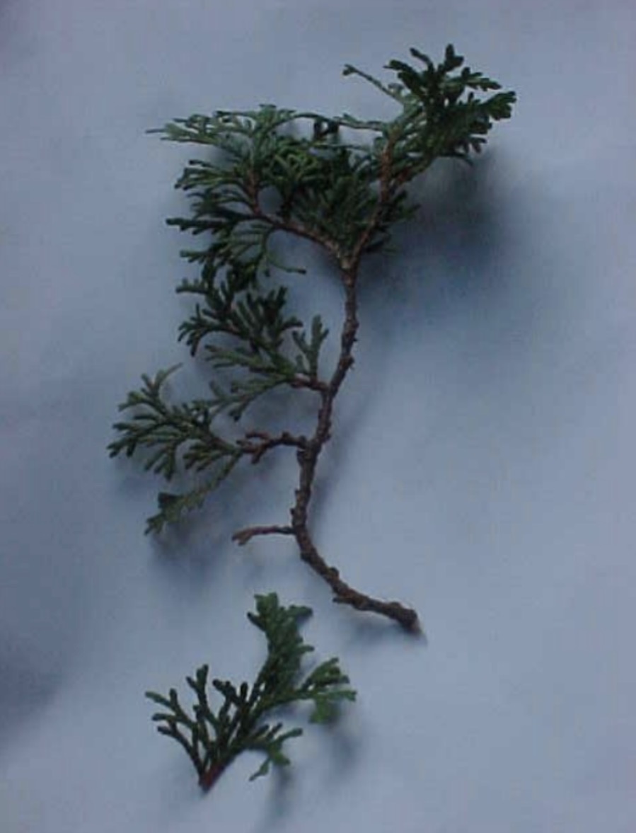 <p>What is this branch?</p>