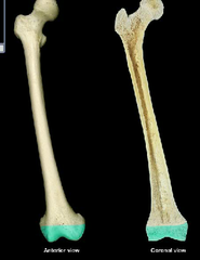 <p>The secondary center of ossification located at the ends of a bone.</p>