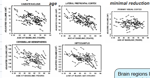 <p>there are two main memory systems → episodic + semantic </p><ul><li><p>areas involved with semantic memory/vague familiarity, e.g. the entohinal + primary visual cortices stay relatively stable while aging</p></li><li><p>areas involved with episodic memory e.g. the hippocampus, caudate nucleus + PFC decline in structural integrity with age</p></li></ul><p></p>