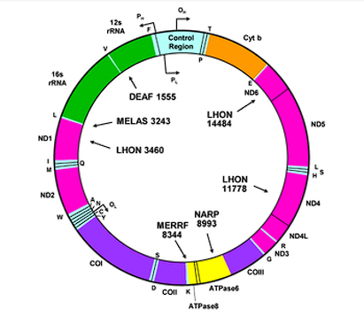 <ul><li><p><span>Mitochondria contain </span><span style="color: red;">DNA</span></p></li><li><p><span>Mitochondrial chromosome is circular, bacterial-like →No introns→ Replication start site</span></p></li><li><p><span style="color: red;">Encodes some proteins</span><span> →DNA replication enzymes→ Some respiratory chain components →Set of t-RNAs for protein synthesis</span></p></li><li><p><span style="color: red;">Several copies </span><span>in each mitochondrion</span></p></li><li><p><span>Come from ovum (maternal)</span></p></li><li><p><span>Most mitochondrial proteins and enzymes are encoded by nuclear genes and are imported into the mitochondria.</span></p></li></ul><p></p>