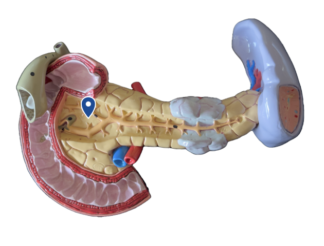 <p>Name this duct.</p>