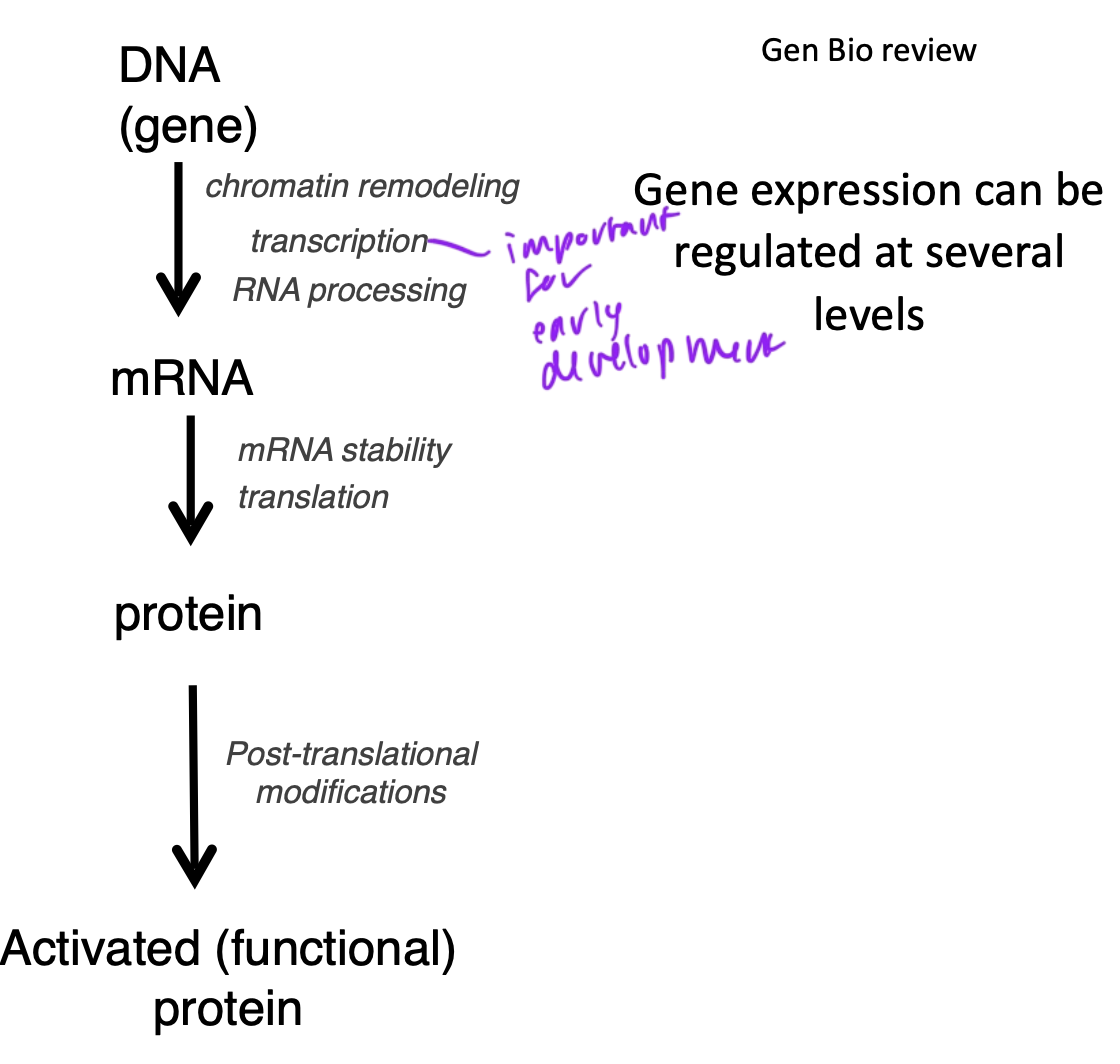 <p>transcription</p>