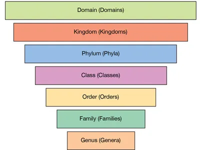 <p>Taxonomy</p>
