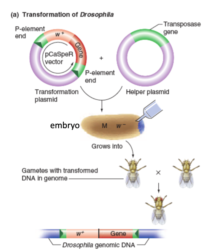 <ol><li><p>Insert the desired DNA between the P element Inverted Repeats of a transformation plasmid (no transposase gene here)</p></li><li><p>Then insert a helper plasmid that encodes for the transposase gene. Thus, transposase is formed and can move the first plasmid’s segment, but not itself since it lacks IRs of its own.</p></li><li><p>Inject both into syncytial embryos.</p></li></ol><p></p>