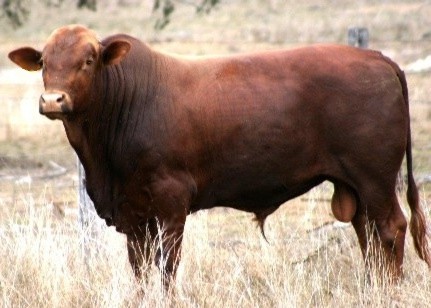 <p>Breed?</p>