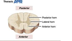 <p>cell bodies of autonomic (sympathetic) motor neurons (T1 - L2) innervation of cardiac muscles, smooth muscles and glands, involuntary</p>