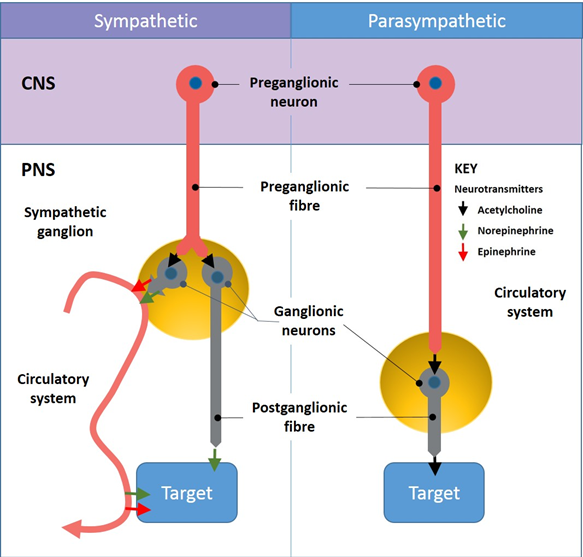 Most organs receive both sympathetic and parasympathetic nerve supply.