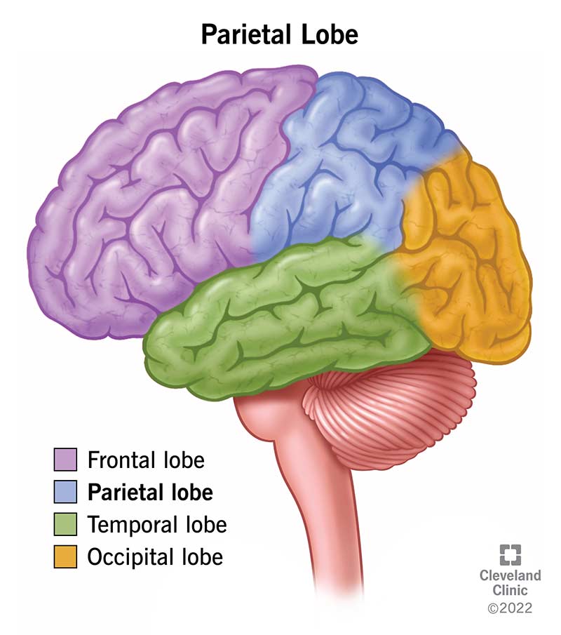<p>Frontal, Parietal, Occipital, Temporal</p>