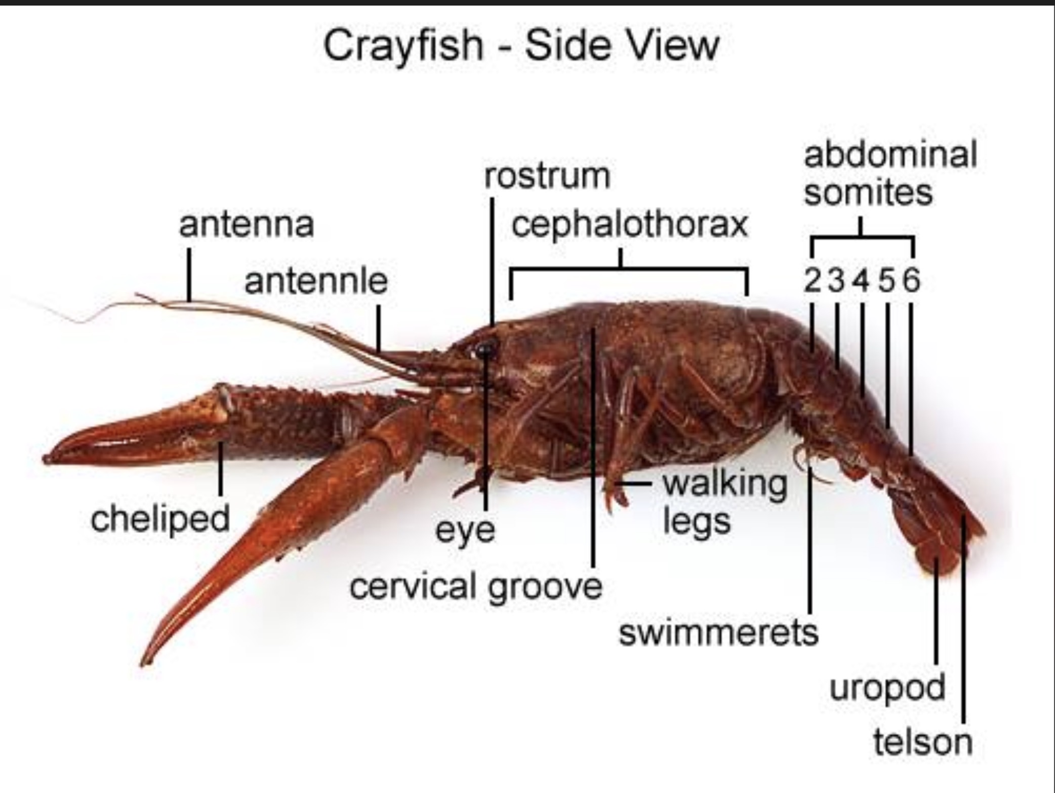 <p>Front legs are the walking legs, back legs are the swimmerets </p>