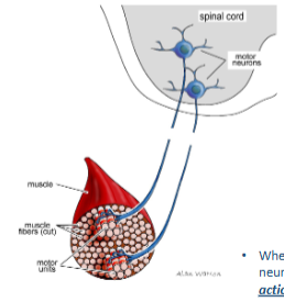 <p>each muscle is supplied by many motor neurones creating a motor pool. each motor neurone contracts many muscle fibres constituting a motor unit. each muscle fibre is innervated by only a single motor neurone. when the motor neurone fires and releases acetylcholine, an action potential is generated in the muscle membrane and the muscle fibre contracts maximally.</p>