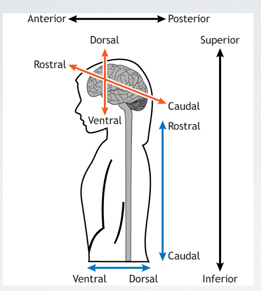 <p>In terms of directional terminology, where/what is ROSTRAL?</p>