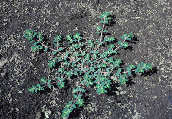 <p>Low-growing plants with small oval leaves and small greenish or red flowers that contain a caustic milky sap.</p>