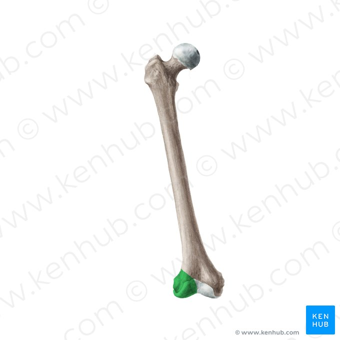 <p>rounded, articular surface located on the distal end of the femur, which articulates with the tibia and fibula at the knee joint.</p>