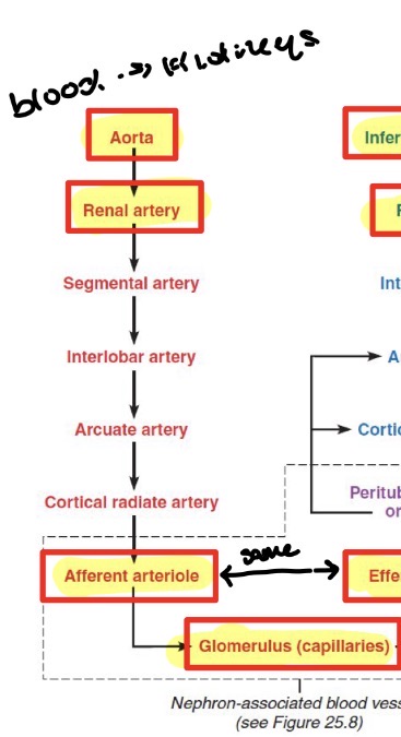 <p>(Blood to kidneys): Aorta → renal artery → afferent arteriole → glomerulus (capillaries)</p>