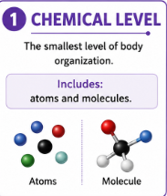 <p>The smallest level of body organization. It includes atoms and molecules.<br>Example: Carbon atoms and water molecules are part of the chemical level.</p>