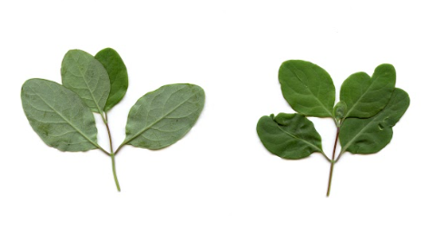 <p>Lonicera caprifolium - kovačnik</p><p>Caprifoliaceae - kovačnikovke</p>