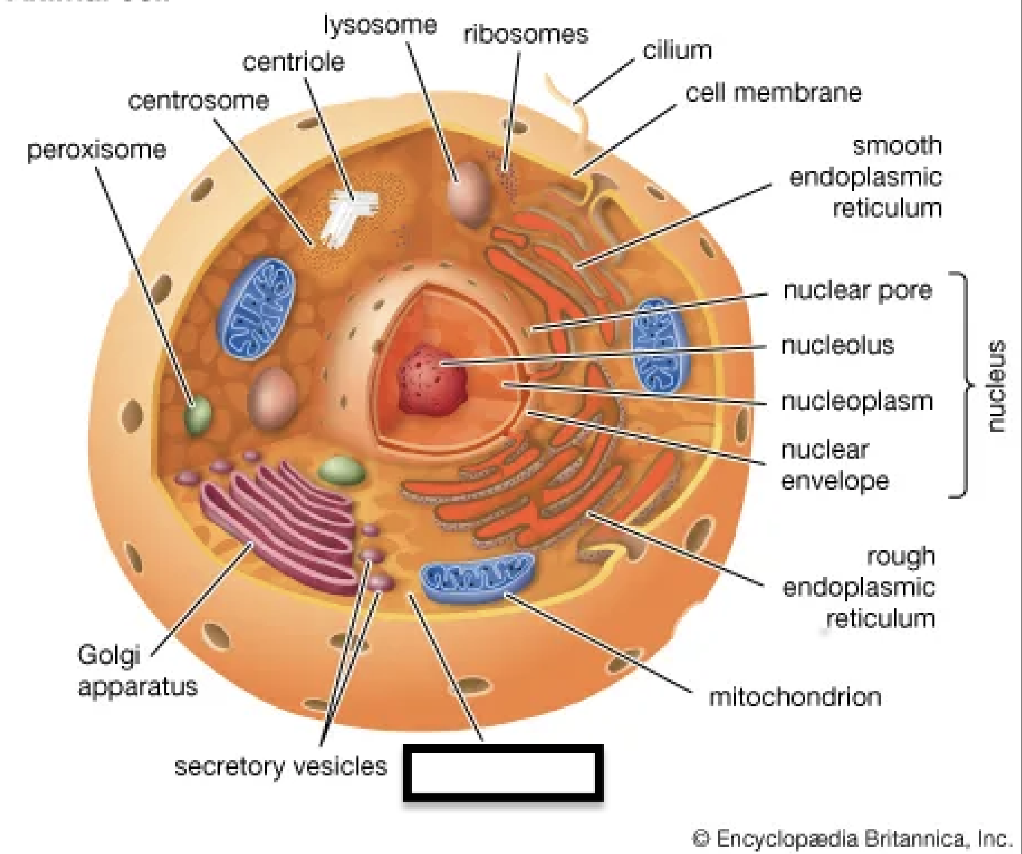 <p>a) Identify the organelle b) describe its function</p>