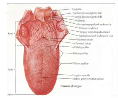 <p>What are the tongue portions? </p>