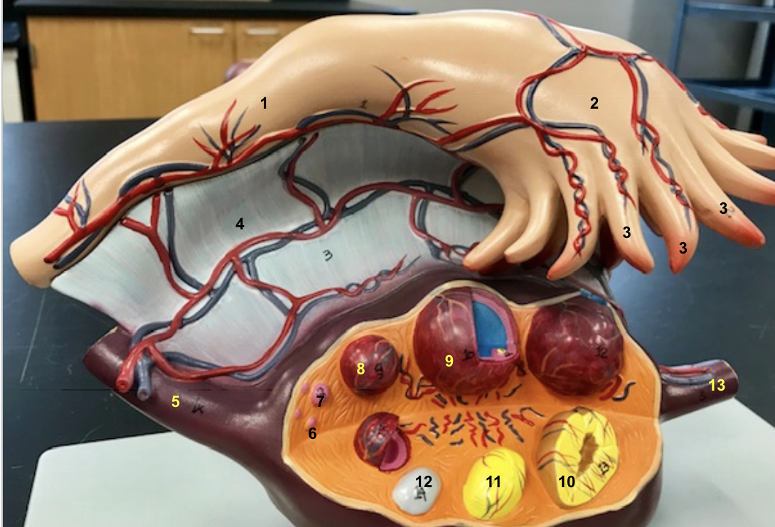 <p>4 - broad ligament</p>