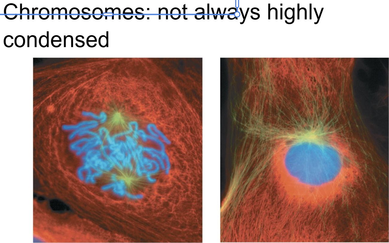 <p><span style="background-color: transparent;">………. during mitosis&nbsp;</span></p><p><span style="background-color: transparent;">1st pic - rlly condensed u can see individual chromrones</span></p><p><span style="background-color: transparent;">2nd pic - cells growing  ……phase they look like this&nbsp;</span></p><p><span style="background-color: transparent;">Highly condenses - mitosis</span></p>