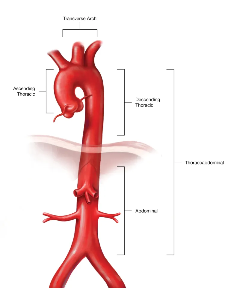<p>Part of the aorta in the abdominal cavity</p>