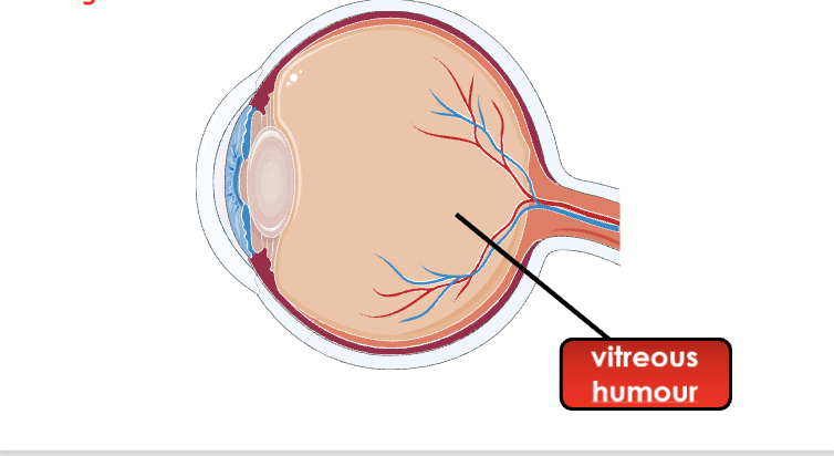 <p>Clear, jelly like substance that fills the eye, maintains its shape, holds the retina in place and allows light to pass through to the retina</p>