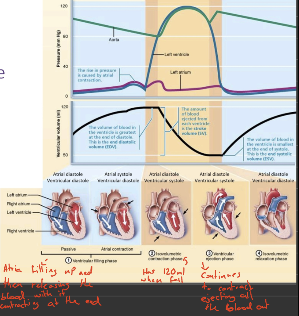 <p><strong>Ventricular and atrial diastole</strong></p><ul><li><p>Passive filling of ventricles and atria with blood</p></li></ul><p><strong>Atrial contraction</strong> (atrial systole)</p><ul><li><p>Blood is moved from the atria to the ventricles</p></li></ul><p><strong>Isovolumetric ventricular contraction </strong>(ventricular systole)</p><ul><li><p>Ventricles contract but don’t yet eject blood (done to close the AV vales)</p></li></ul><p><strong>Ventricular ejection</strong> (ventricular systole)</p><ul><li><p>Blood is ejected into arteries</p></li></ul><p><strong>Isovolumetric ventricular relaxation</strong> (ventricular diastole)</p><ul><li><p>Ventricles relax and remaining blood stays in ventricles</p></li></ul><p></p>