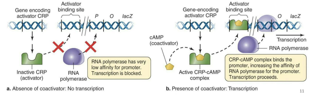 <ul><li><p><strong>Positive control of transcription – <em>lac</em> operon</strong></p><ul><li><p>Regulatory molecules bind and <strong><em>increase</em></strong> transcription rates.</p></li><li><p>Usually, an <strong><em>activator</em></strong> protein (CRP) increases affinity of RNA polymerase for promoters</p><ul><li><p>Effector molecule (cAMP) binds the activator protein, alters its conformation, makes it more likely to bind regulatory site on DNA.</p></li><li><p>Under low-glucose conditions, the <strong><em>amount of cAMP will increase resulting in transcription</em></strong></p></li></ul></li></ul></li></ul><p></p>